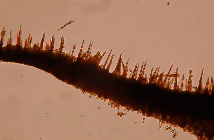 Crosta color cuoio - foto 1112 (Hymenochaete fuliginosa)